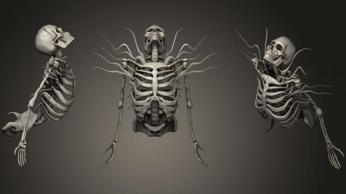 Anatomy of skeletons and skulls (ANTM_0916) 3D model for CNC machine